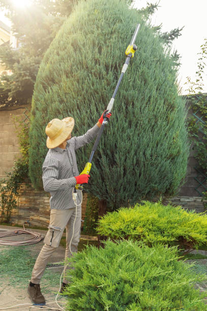 Best Palm Tree Trimming  in Posen, IL